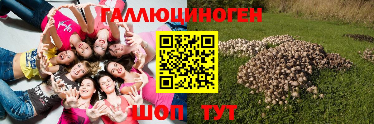 Галлюциногенные грибы Psilocybe  Вход с VPN  Алатырь 
